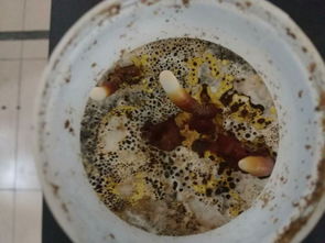 華南農(nóng)業(yè)大學(xué)食品學(xué)院生物工程專業(yè) 工程陶粒應(yīng)用與前景